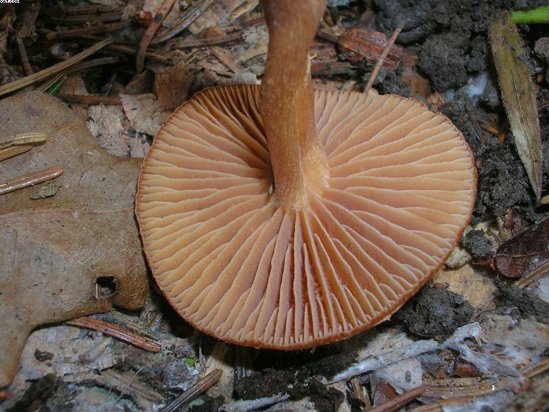 Tubaria furfuracea       (Pers.)     Gillet